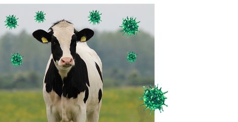 Что такое ящур и чем он опасен?