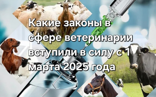 Новые законы в ветеринарии вступили с 01 марта 2025 года