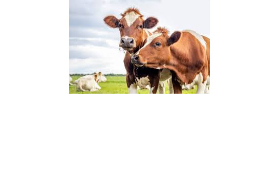 Памятка для населения! По профилактике и обнаружению КОНТАГИОЗНОЙ ПЛЕВРОПНЕВМОНИИ КРУПНОГО РОГАТОГО СКОТА (КПП)